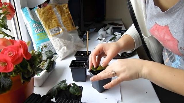 Как пересадить укорененные листочки и черенки БЕГОНИИ ЭЛАТИОР. BEGONIA ELATIOR смотреть онлайн