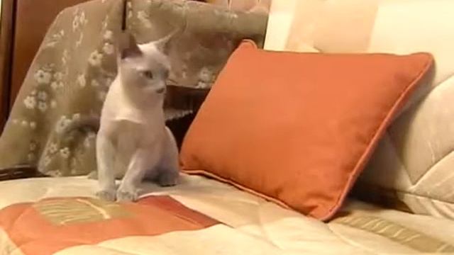 Кошки какой породы самые умные смотреть онлайн