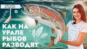 Как на Урале рыбов разводят