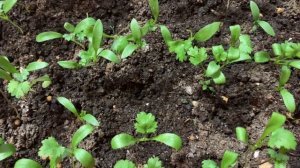 🌱ЮНАЯ КИНЗА🌱НА ПОДОКОННИКЕ ЗИМОЙ🌱