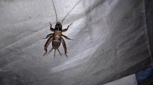 УЖАСНЫЙ СВЕРЧОК