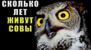Сколько живут совы