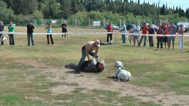 Specialty Show Dogo argentino 9/2010 Stara Zagora, Bulgaria D.A.C.B. смотреть онлайн