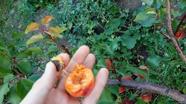 Киевский красень смотреть онлайн