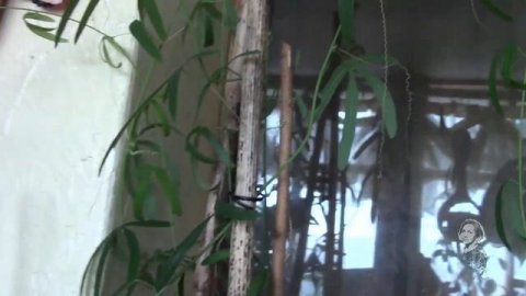 ПОЛИВ КОМНАТНЫХ РАСТЕНИЙ ЗИМОЙ!