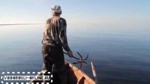 Два способа добычи морской капусты на Белом море