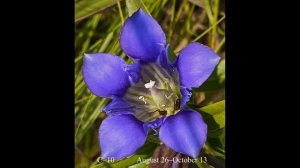 Prairie Gentian