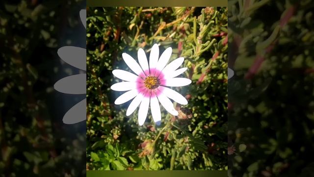 West Coast National Park - Most Beautiful Flowers in Cape Town смотреть онлайн