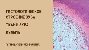 Гистологическое строение зуба. Ткани зуба. Пульпа