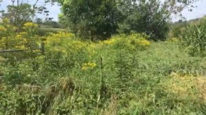 Осенние Медоносы в нашем краю