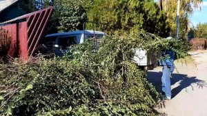 Стрижка деревьев. Cutting trees. deaf. глухих. Стрижка деревьев.