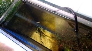 Моллинезии в морском аквариуме. Часть 2. продолжение