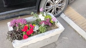 Цветение роз июнь город