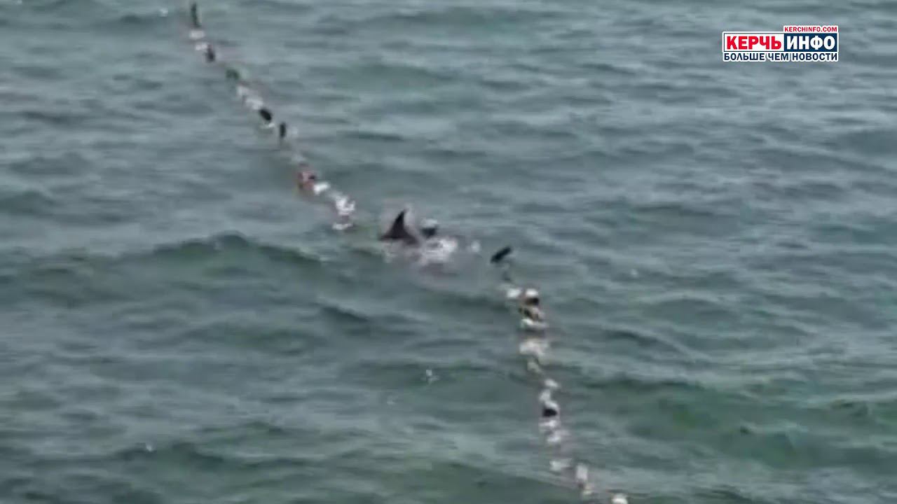 Керчане сняли на видео, как дельфины резвятся в море смотреть онлайн