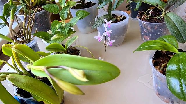 Времени нет совершенно, а цветоребенки все-равно стараются. (Цветочная болталочка) смотреть онлайн