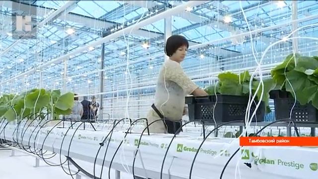 Теплица пятого поколения появилась в хозяйстве «Тепличное» Тамбовского района