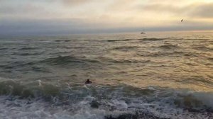 Лабрадор плавает в море