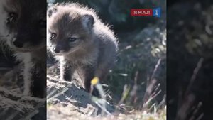 ❗Если вы не знали, как «разговаривает» песец, то вот так «разговаривает» песец