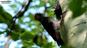 Черный дятел, желна гнездование (Black woodpecker, Dryocopus martius, Moscow 2017)