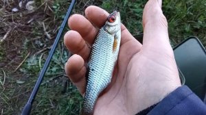 Ловля ПЛОТВЫ на ФИДЕР!  САЛО - супер насадка для ловли белой рыбы!