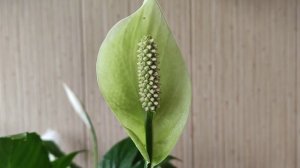 Нужно ли удалять цветоносы у женского счастья(спатифиллум), и как правильно это сделать