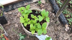 Дачная жизнь / мой прекрасный майский сад