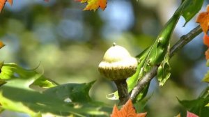 Осень Карточки Домана Развивающее видео для детей