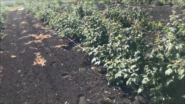 Малина сорт Малиновая гряда 2018г смотреть онлайн