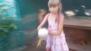 Куры и цесарки