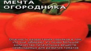 Почему так любим и популярен томат «Мечта огородника»: описание сорта и отзывы дачников со стажем