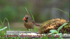 Sony a7R III + Tamron SP 150-600mm G2 Lens with Metabones Adapter in Advanced Mode Test  4K