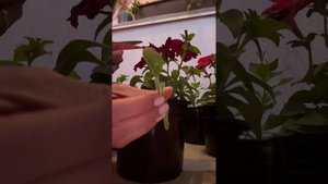 Прищипка петунии. Как правильно сформировать красивый пышный куст.