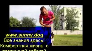 Урок 1 по хендлингу ринговой дрессировке правильно работать с ринговкой