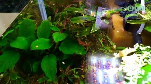 ОБЗОР И КОРМЛЕНИЕ КОРМОМ  TETRA MICRO ДЛЯ НЕБОЛЬШИХ РЫБОК!