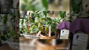 #Dendrobium# den_ cucumerinum#stardast#den_loddigesii#epi_polybulbon#den_micro_chip#enobi_purpleNN