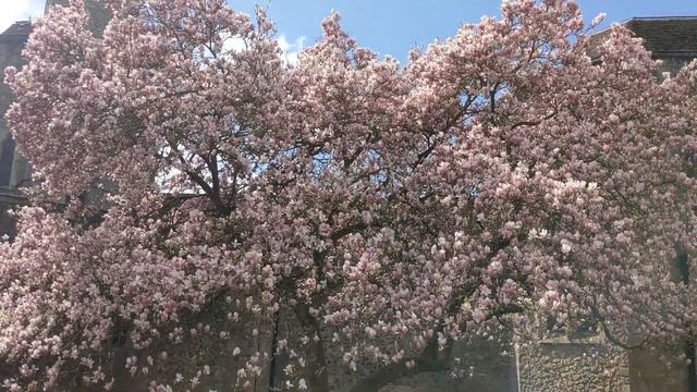 Magnolia tree at Aylesford Priory смотреть онлайн