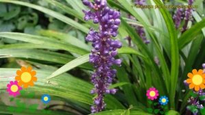 Лириопе мускари Биг Блу. Краткий обзор, описание характеристик liriope muscari Big Blue