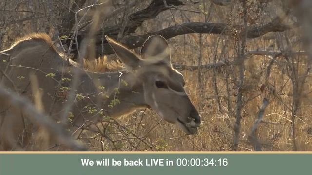 OnSafari 09 March 2024 смотреть онлайн