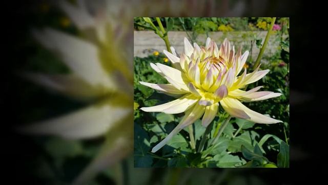 Георгины Любови Гусар 07.11.2016 (Иркутск) смотреть онлайн