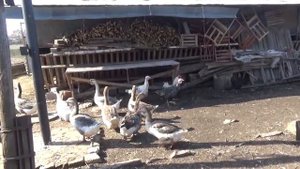 Свято-Ольгинский женский монастырь, г.Луганск. Подворье в селе Красное. Птичник.