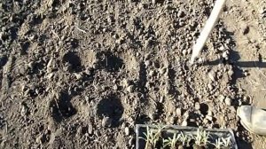 Высадка гомфрены Земляничная поляна из кассет в грунт.