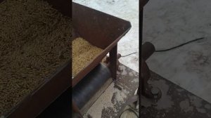 Плющилка для зерна от ВОМ трактора