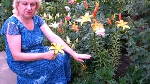 ЛИЛИЯ АЗИАТСКАЯ В САДУ - ПОСАДКА, ВЫРАЩИВАНИЕ, УХОД ASIAN LILY IN THE GARDEN