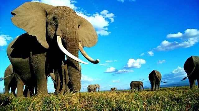 Самые умные животные планеты. смотреть онлайн