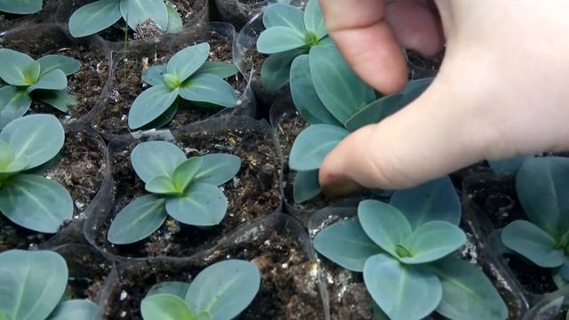 Эустома, выращивание из семян. 4 месяца от посева. смотреть онлайн