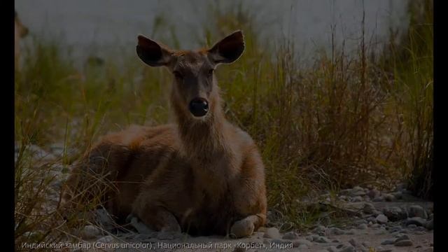 Джунгли. Индия. Фотобанк Geophoto. Фото: Виктор Семёнов. смотреть онлайн