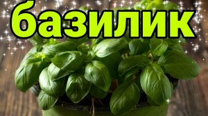 Секреты выращивания базилика.  Обзор лучших сортов