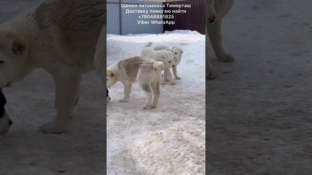 Щенки питомника ТИМЕРТАШ Среднеазиатские овчарки доставку помогаю найти  +79048881825 viber whatsap