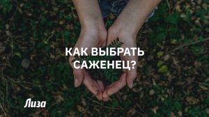 Как правильно выбирать саженцы