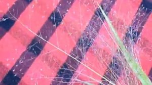 Два вида проса для аранжировки букетов.